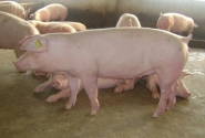 Tập đoàn Dabaco thành lập công ty lợn giống tại Hà Nam